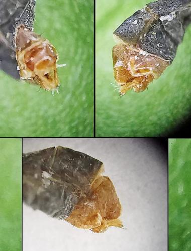 Chioneinae